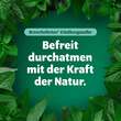 Bronchoforton® Salbe - 3