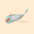 Wild Stripes Kids sensitive Space Int Pflaster - 4
