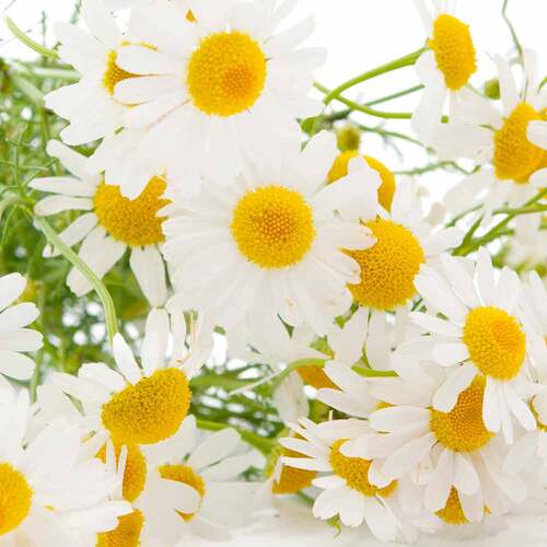 VerdauungsHIT Tabletten Dr. Jacob`s - 7