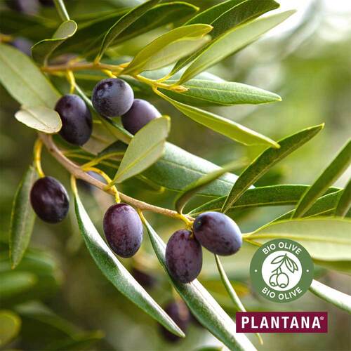 Plantana Olive K&ouml;rpercreme mit Vitamin-E - 4