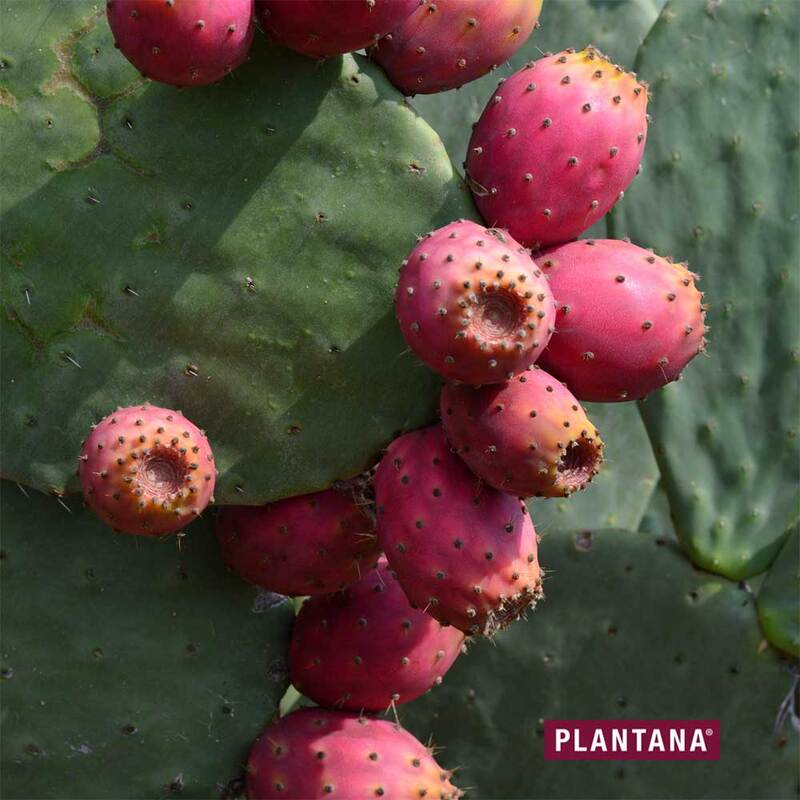 Plantana Kaktusfeige Gesichtstuchmaske mit Aloe Vera 1 St online bei  Pharmeo kaufen